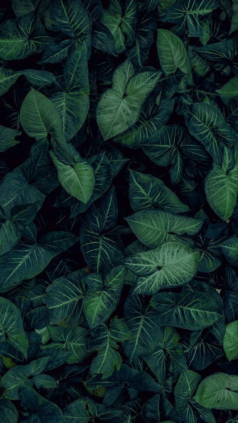 Trendy Plants, Nature Iphone Wallpaper, Plant Background, Plant Photography, Plant Wallpaper, Plant Aesthetic, Trendy Flowers, Nature Plants, Leaf Nature