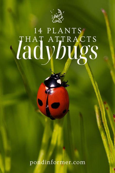 Transform your garden into a ladybug paradise with our guide to 14 plants that attracts ladybugs. From vibrant blossoms to luscious greenery, these plants not only enhance your garden's aesthetics but also create a welcoming haven for ladybugs, your garden's natural defenders. #Ladybugs #GardeningTips #AttractingLadybugs #BeneficialInsects #GardenPlants How To Attract Ladybugs To Your Garden, Ladybug Farm, Ladybug Garden, Garden Magic, Backyard Plants, Full Sun Plants, Attracting Beneficial Insects, Best Flowers, A Ladybug