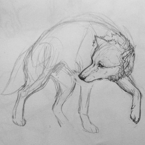 Feral Wolf Drawing, Wolf Looking Up Drawing, Wolf Anotamy Drawing, Wolf Standing Drawing, Wolf Art Sketch, Wolf Laying Down Drawing Reference, Wolves Reference, How To Draw A Wolf, Wolf Drawing Sketch