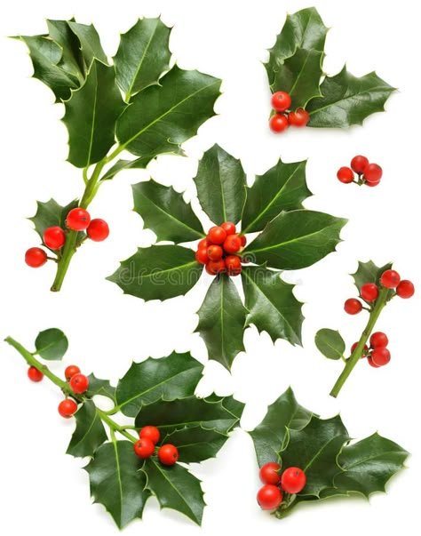 Christmas holly - green leaf, red berry, twig. Christmas holly set - green leaf, , #Aff, #leaf, #red, #green, #Christmas, #holly #ad Holly Flower, Holly Leaves And Berries, Christmas Leaves, Christmas Berries, Christmas Plants, Holly Leaves, Winter Flowers, Christmas Drawing, Holly Leaf