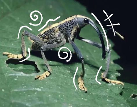 Weevil Bug, Cool Looking Animals, Cute Beetle, Bug Enclosure, Bug Core, Bug Pfp, Pinned Bugs, Bug Aesthetic, Pretty Bugs