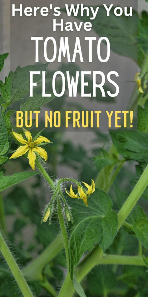 Tomatoes Flowering But No Fruit: 8 Causes & How to Fix It Permaculture, How To Plant A Tomato Plant, Tomatoes Growing In Containers, Tomato Plants Growing Tips In Garden, How To Take Care Of Tomato Plants, How To Plant Tomatoes In The Ground, How To Grow Tomatoes In A Pot, Planting Tomatoes In Garden, Tomato Plants Growing Tips