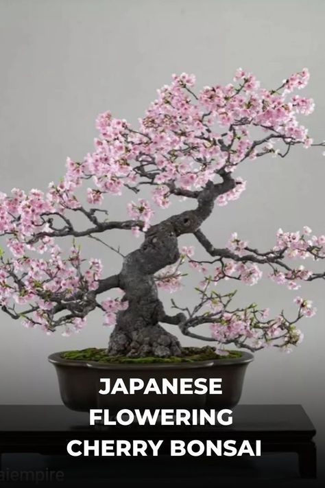 Japanese Flowering Cherry Bonsai, featuring delicate blossoms in pale pinks to vibrant whites, creates a breathtaking spring spectacle in miniature form. Enthusiasts are captivated by its ephemeral beauty, symbolizing life's fleeting nature and appreciation for the present moment. Immerse yourself in our guide on Japanese Flowering Cherry Bonsai, uncovering expert tips on care, pruning techniques, and celebrating the transient grace of these captivating miniature trees. Photo Credit: @sos.bonsai Sakura Bonsai, Cherry Bonsai, Trees Photo, Miniature Trees, Bonsai Trees, Pink Blossom, Bonsai Tree, Photo Credit, Pale Pink