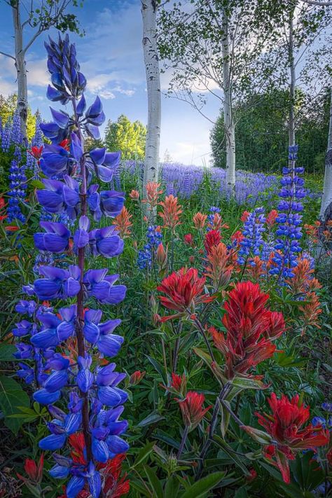 From everything I'm seeing, it looks like the flowers are out early in my favorite part of Colorado. Here is my favorite wildflower photo from last year in Crested Butte. Pic by Jae Jarratt Photography. Colorado Wild Flowers, Colorado Wildflowers, Wildflower Photo, Nantucket Wedding, Crested Butte, Wildflower Garden, Venue Decor, The Flowers, Nantucket