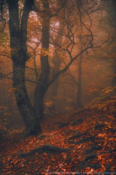 .Natural beauty Magic Forest, Autumn Beauty, Walk In The Woods, Autumn Forest, Magical Forest, Samhain, On The Ground, Enchanted Forest, Beautiful Tree