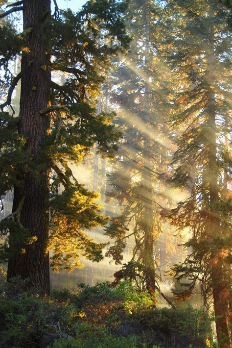 Woods Aesthetic Light, Sunset Through Trees, California Forest Aesthetic, Sunset In A Forest, Nature Trees Forest, Light Coming Through Trees, Tahoe National Forest, Forest Scenery Photography, Sunlight Through Trees Aesthetic