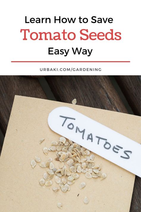 Have you ever found surprise tomato plants sprouting in your garden from composted leftovers? Tomato seeds are eager to grow! Instead of relying on chance, discover the simple art of saving tomato seeds. With this technique, you can plant them precisely when and where you desire, ensuring a bountiful tomato harvest on your terms. Join us in unlocking the secrets of tomato seed preservation and gaining the power to cultivate a garden that's truly yours, filled with delicious, homegrown tomatoes. Saving Tomatoes, Saving Seeds From Vegetables, Start Garden, Save Tomato Seeds, Saving Tomato Seeds, Buy Dirt, Tomato Seed, Saving Seeds, Gardening Seeds