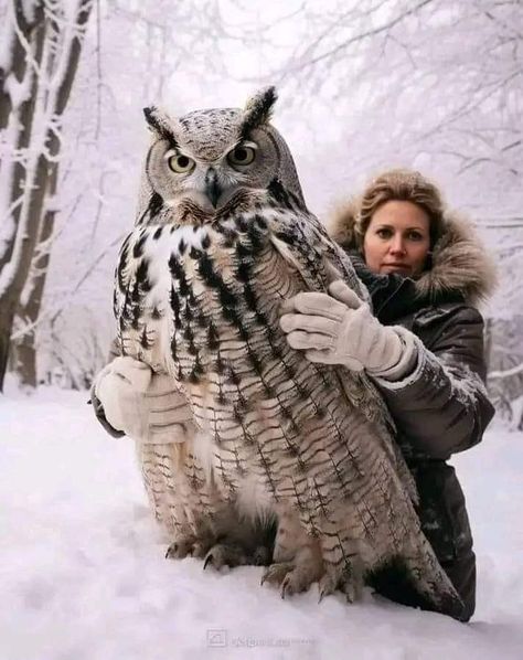 Snow Owls, Owl Species, Awesome Owls, Owl Photography, Owl Photos, Animal Funny, Most Beautiful Birds, Owl Pictures, Beautiful Owl