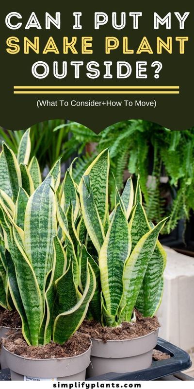 Variegated Snake Plant, Snake Plant Indoor, Grow Turmeric, Sansevieria Laurentii, Snake Plant Care, Arrowhead Plant, Healthy Soil, Snake Plants, Plant Indoor