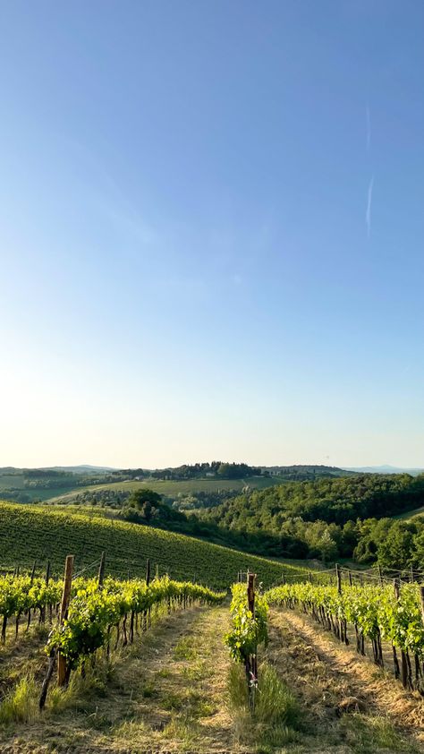 Green vineyard Tuscany Italy Italy Vineyards, Small Vineyard, European Vineyard, Italy Vineyards Aesthetic, Vineyard Aesthetic, Vinece Italy, Tuscany Italy Vineyards, Italy Wine Country, Tuscany Vineyard