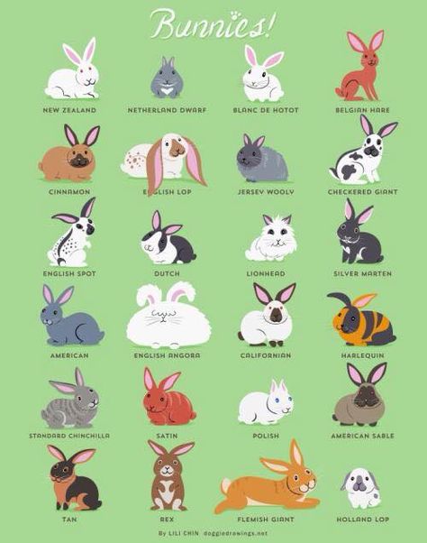 Bunnies! Diy Pour Lapin, Tapsi Hapsi, Animal Chart, Bunnies Art, Pet Rabbit Care, Pet Bunny Rabbits, Raising Rabbits, Rabbit Breeds, Bunny Care