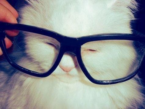 I'm wearing those glasses right now... where's Sophie Marie Antoinette? Cat Wearing Glasses, Hipster Cat, Wearing Glasses, Silly Animals, Silly Cats, Cats Meow, Pretty Cats, Cat Lady, Cat Pics