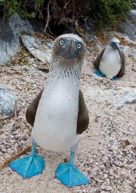 Weird Looking Animals That Really Exist | 10 Weird Animals You Won’t Believe Actually Exist Weird Looking Animals, Booby Bird, Unusual Animals, Rare Animals, 웃긴 사진, Weird Animals, Unique Animals, Animals Of The World, Pic Ideas