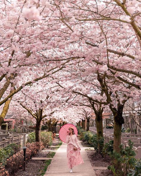 Japan Spring Outfit Cherry Blossoms, Spring Asthetics Photos, Sakura Portrait, Cherry Blossom Photoshoot, Girls Photoshoots, Dc Fits, Cherry Blossom Outfit, Spring Outfits Japan, Cherry Blossom Pictures