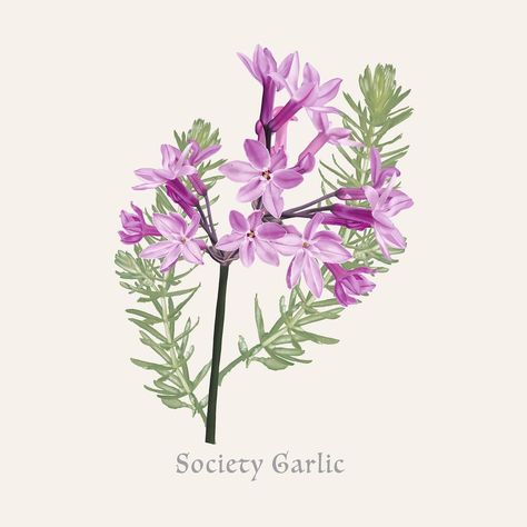 Geurim Island on Instagram: “​ Society Garlic Print #texas #illustration #etsy #black #painting #digital #woman #society6 #flowers #plant #drawing #art #lizard…” Garlic Drawing, Texas Illustration, Society Garlic, Garlic Flower, Black Painting, Plant Drawing, Painting Digital, Drawing Art, Garlic