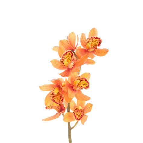 Orange Palette, Orange Orchid, Types Of Orchids, Cut Orange, Portfolio Project, Diy Bouquets, Growing Orchids, Wedding Dress Guide, Artificial Flowers Wedding