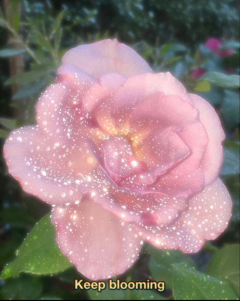 Magical pink rose Just Girly Things, Beautiful Aura Aesthetic, Flower Therapy, Ethereal Art, Pink Princess, Divine Feminine, Pretty Words, Pink Aesthetic, Pretty Flowers