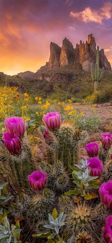 View from YOUR window | I love the sunset color in Arizona Nature, Tumblr, Southwest Aesthetic, Arizona Aesthetic, Desert Pictures, Rivers In The Desert, Spring Sunset, Desert Aesthetic, Cottagecore Vibes