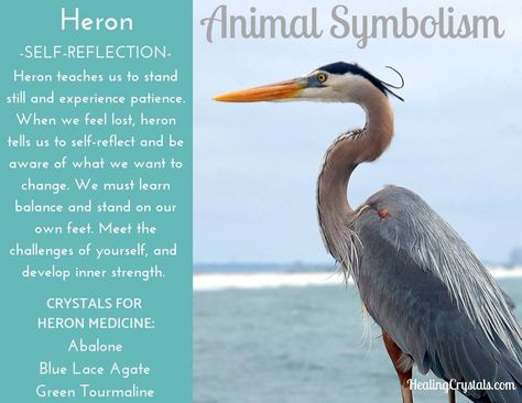 Symbolism Animals, Animals And Their Symbolism, Animal Symbolism And Meanings, Animals And What They Symbolize, Heron Symbolism, Totem Animals Meaning, Animals Meaning Spiritual, Bird Meaning, Great Blue Heron Symbolism