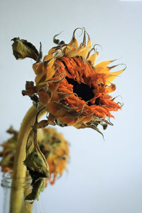 Dried sunflower pc@nataliefournier Withered Sunflower, Dry Sunflowers, Flower Roots, Dried Sunflowers, Planting Sunflowers, Strange Flowers, Sunflower Wallpaper, Sunflower Art, Sunflower Painting