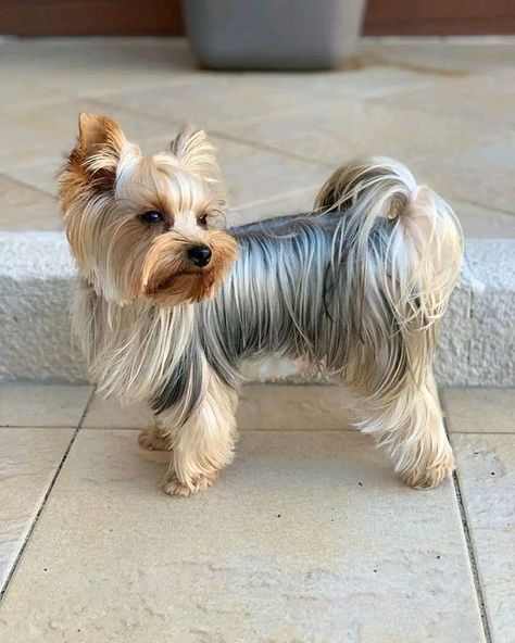 Yorkie Puppy Haircuts, Yorkie Puppy Cut, Yorkie Puppy Care, Yorkie Cuts, Yorkie Hairstyles, Yorkshire Puppies, Dog Yorkie, Puppy Haircut, Teacup Yorkies