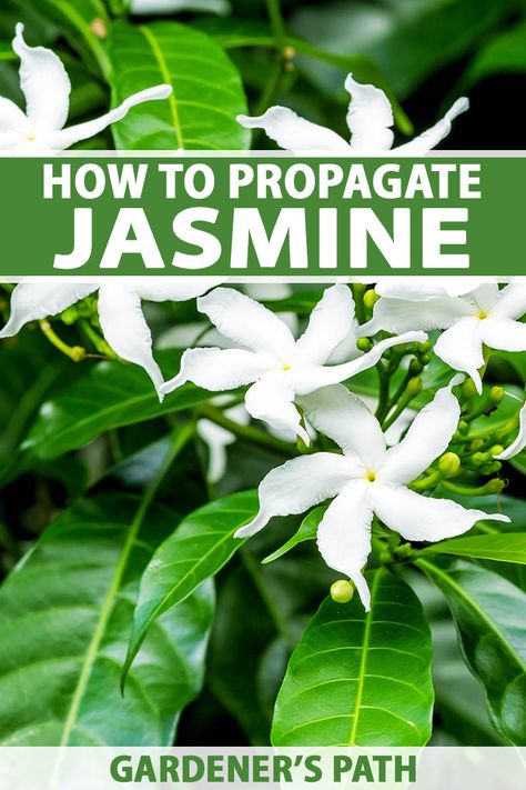 Easy-care jasmine plants feature pretty, pinwheel-shaped flowers with a sweet scent, and it’s easy to propagate them. Seeds deliver mixed outcomes, but layering and stem cuttings give reliable results true to the parent. Learn how to propagate jasmine vines now on Gardener's Path. #jasmine #propagate #gardenerspath Propagating Jasmine From Cuttings, Propagating Jasmine Vine, How To Propagate Jasmine Plant, Jasmine Propagation, Star Jasmine Trellis, Jasmine Vines, Carolina Jasmine, Starry Flowers, Jasmine Vine