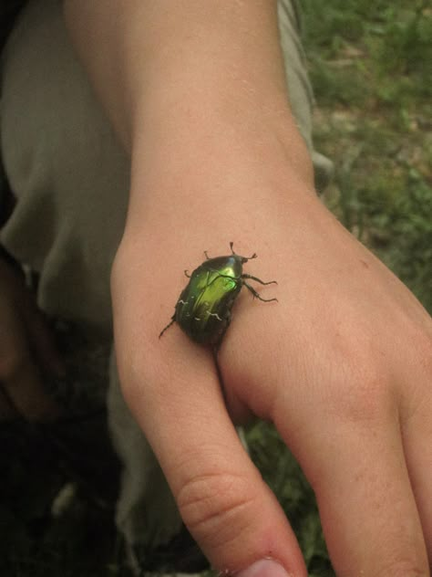 nature bug Cool Bugs Aesthetic, Green Beetle Aesthetic, Bug Core Aesthetic, Bugs Aestethic, Bug Collector Aesthetic, Bugs Aesthetics, Aesthetic Beetle, Beetles Aesthetic, Bug Pfp