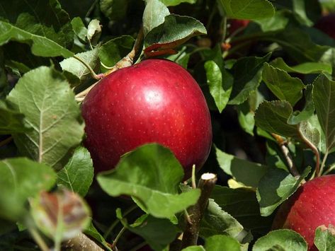 Cosmic Crisp Apple, Apple Types, Fuji Apple, Crisp Apple, Apple Varieties, Browned Butter, Granny Smith, Stay Fresh, Apple Crisp