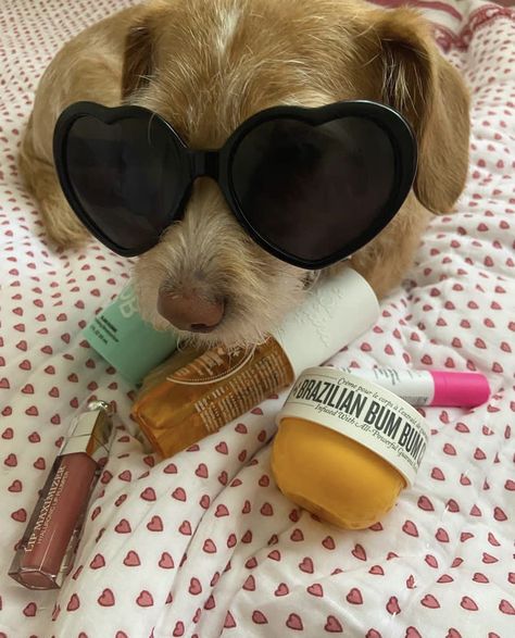 Cute Dog Aesthetic Pfp, Cute Preppy Dogs, Cute Dogs With Glasses, Preppy Dog Breeds, Cute Dog Pictures Ideas, Small Dogs Aesthetic, Preppy Pets, Dog Picture Ideas, Preppy Ipad