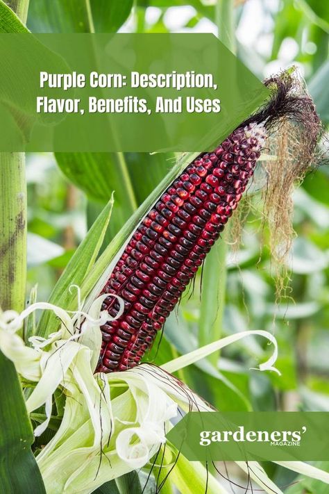 Purple Corn: Description, Flavor, Benefits, And Uses Popcorn Benefits, Corn Benefits, Purple Corn, Indian Corn, Colorful Dishes, The Marvels, Garden Guide, Seed Company, Planting Vegetables