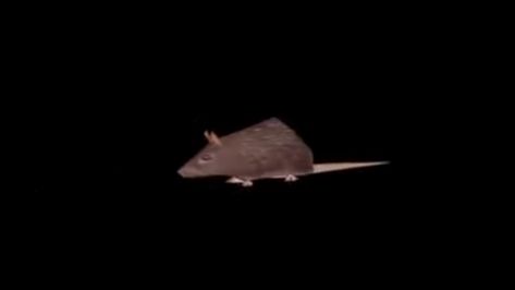 Rat Low Quality, Spinning Rat, You Meme, Know Your Meme, Low Quality, Literally Me, Rats, Spinning, Memes