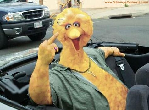 big bird flippin the bird Dave Chappelle, Rare Birds, Pictures Of The Week, Big Bird, Sesame Street, Pluto The Dog, Comedians, Dumb And Dumber, Funny Pictures