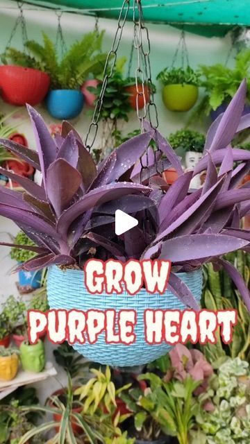 117K views · 3.3K likes | Gorakhpur's Garden on Instagram: "Grow Purple Heart in hanging #gardeningideas #purpuleheart #hangingbasket #gorakhpur_garden #gardening" Purple Heart Plant, Heart Plant, Videos Cooking, Growing Indoors, Purple Heart, Hanging Baskets, Hanging Plants, Plant Decor, Food Videos