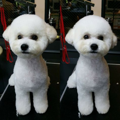 Poodle tight bichon head Shitzu Haircuts, White Toy Poodle, Poodle Hair, Dog Grooming Styles, Poodle Haircut, Bichon Dog, Bichon Frise Puppy, Baby Grooming, Poodle Grooming