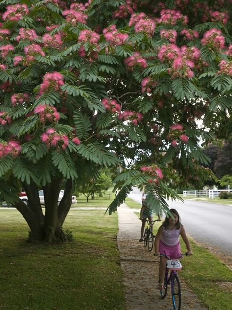 Mimosas Tree Mid Century Landscaping, Mimosa Tree, Albizia Julibrissin, Flowering Tree, Silk Tree, Garden Trees, Tree Ideas, Flowering Trees, Trees And Shrubs