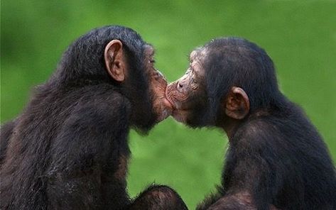 Pin su Animales Kissing Facts, Types Of Kisses, Expressions Of Sympathy, Ape Monkey, Physical Attraction, Primates, Viral Post, Couples In Love, Good Night Quotes