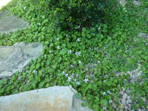 Viola hederacea - native violet Viola Hederacea, Violet Garden, Preschool Garden, Pond Plants, Trailing Plants, Herb Pots, Ground Cover Plants, Native Garden, Gorgeous Gardens