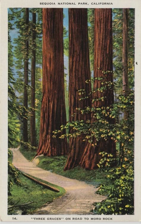 Dorm Posters, Three Graces, Sequoia National Park, Nature Posters, Arte Inspo, National Park Posters, Vintage Poster Art, Vintage Linen, Nature Aesthetic