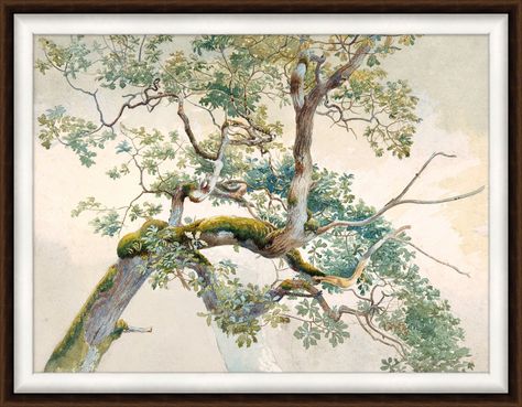 Upper Branches Tree Branch Art, Boom Kunst, Tree Study, Branch Art, Art Deco Illustration, History Painting, Watercolor Tree, Woodland Decor, Vintage Tree