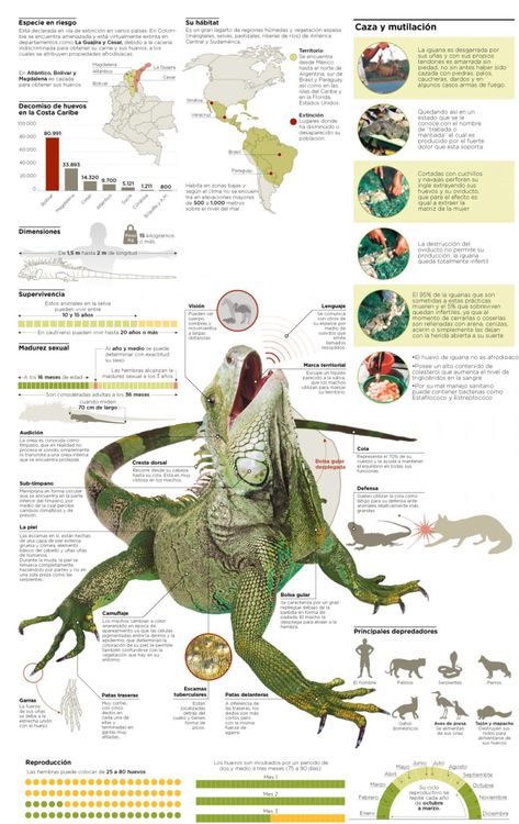 Infografía: El calvario de la iguana en Semana Santa Zoology, Reptiles, Nature, Scientific Poster Design, Animal Infographic, Scientific Poster, Infographic Poster, Animal Facts, Animal Illustration