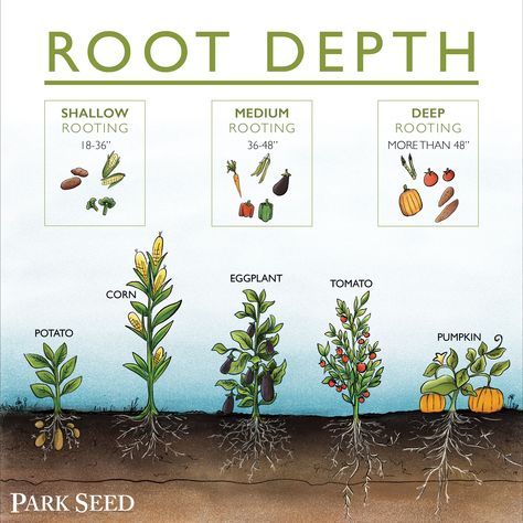 interplanting Horticulture Education, Veg Garden, Vegetable Garden Design, Food Garden, Garden Pests, Plant Roots, Veggie Garden, Growing Food, Farm Gardens