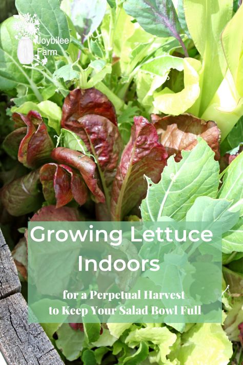 Growing Lettuce In Greenhouse, Indoor Lettuce Growing, Indoor Lettuce Garden, Salad Container Garden, Romaine Lettuce Growing, Growing Lettuce Indoors, Planting Lettuce, How To Harvest Lettuce, Salad Garden