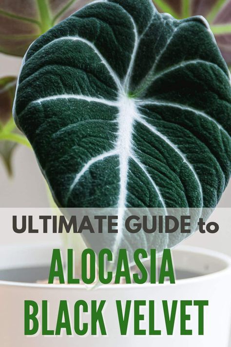 Learn all about how to grow and care for Alocasia Black Velvet, a variety of Alocasia reginula, a stunning plant with nearly black leaves. #alocasiablackvelvet #alocasiareginula #indoorplant #plantcare #tropicalplant Alocasia Reginula Black Velvet, Black Velvet Alocasia Care, Alocasia Black Velvet Plant Care, Black Velvet Plant, Alocasia Plant Care, Alocasia Reginula, Lady Tips, Alocasia Black Velvet, Alocasia Plant