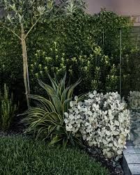 Harrison's Landscaping - Cute little corner garden in Vaucluse. We've used Kalanchoe 'Silver Spoons', Raphiolepsis 'Snow Maiden', Rosemary, Agave, and you can just make out the top of an Olive Tree. The Ficus Tree Outdoor, Olive Trees Landscape, Olive Trees Garden, Australian Garden Design, Ficus Pumila, Landscape Steps, Australian Native Garden, Snow Maiden, The Creeper