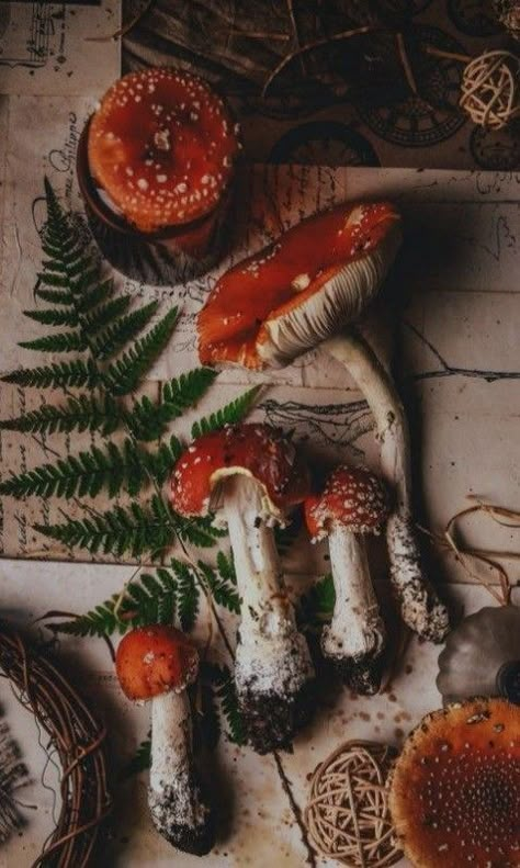 Forest Witch Aesthetic, Mushroom Core, Mushroom Aesthetic, Dark Cottage Core, Green Academia, Fly Agaric, Witch Core, Cottage Witch, Forest Witch