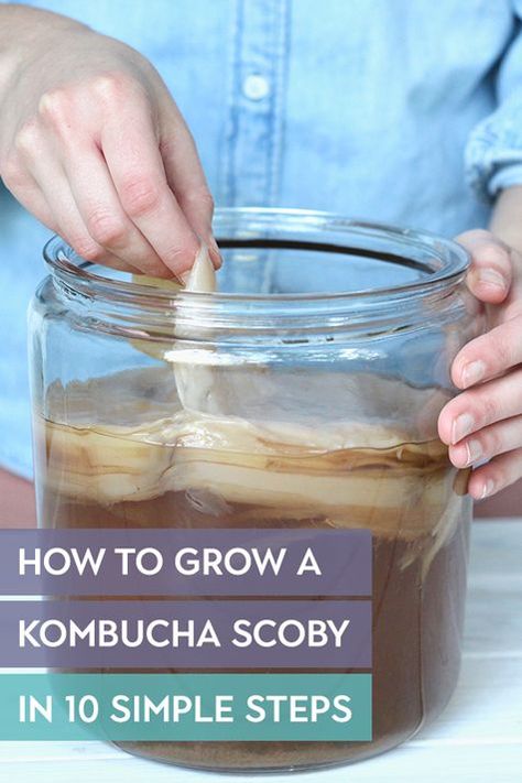 How To Grow a Kombucha SCOBY in 10 Steps | Want to brew your own kombucha at home? Well you’re going to need a SCOBY to get started! But don’t worry… it’s simple. Learn how to grow your own kombucha SCOBY in just 10 steps. Diy Kombucha, Kombucha Flavors, Kombucha Scoby, Homemade Kombucha, Kombucha Recipe, River Birch, Fermented Tea, Kombucha Tea, Fermentation Recipes