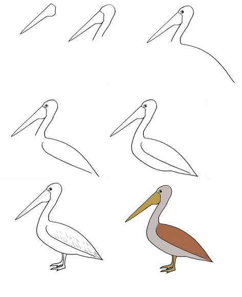 How To Draw A Pelican Step By Step Instructions 1 Pelican Clipart, Pelican Drawing, Lol Coloring Pages, Lol Coloring, Guided Drawing, Bird Drawings, Basic Shapes, Drawing Practice, Drawing Lessons