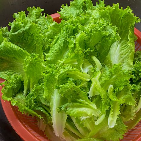 Lettuce^^ Lettuce Aesthetic, Korean Lettuce Wraps, Massive Garden, Heavy Meals, Bahay Kubo, Seed Box, Salad Leaves, Iceberg Lettuce, Veg Garden