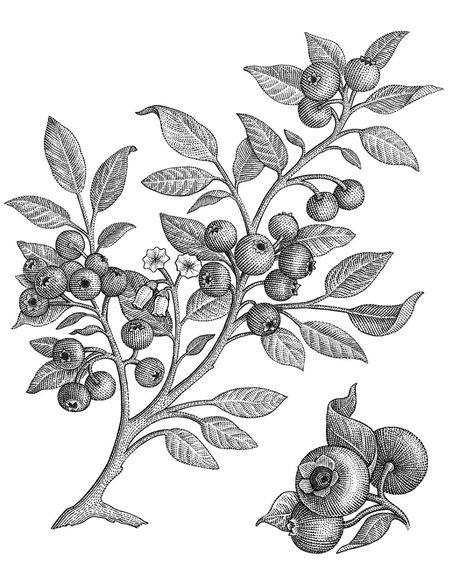 Woodcut illustration of blueberry tree branch with leaves and berries. Pen & ink engraved looking line art botanical illustration. Engraved Illustration, Blueberry Tree Tattoo, Branch Illustration, Branch With Leaves, Berry Branch Tattoo, Berries And Leaves Tattoo, Botanical Illustrations, Berries Tattoo, Vintage Botanical Illustration