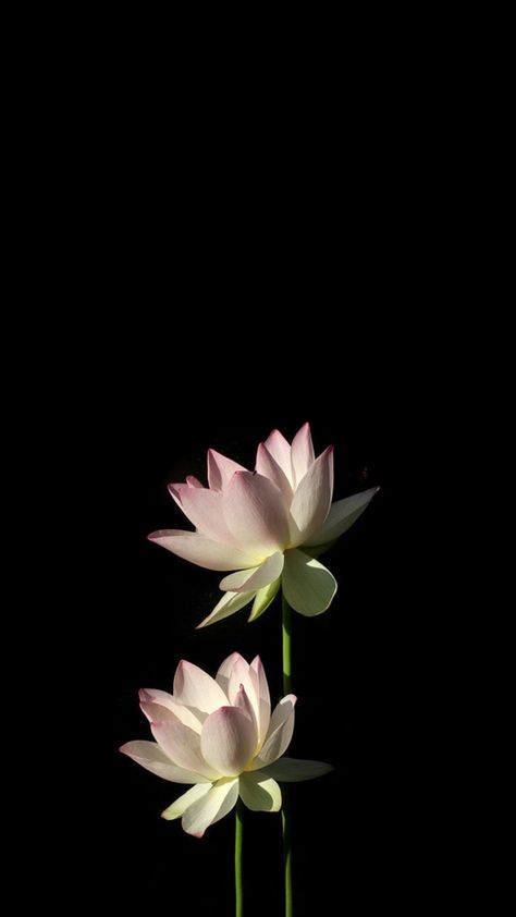 Lotus Flower Black Background, Flower Wallpaper Tulips, Black Flower Wallpaper Iphone, Flower With Black Background Wallpaper, Flower Wallpaper Black Backgrounds, Black Background White Flowers, Dark Naturalism Aesthetic, Lotus Aesthetic, Flower Black Background